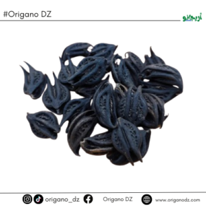 مخلب الأسد (Bicorne / Martynia Annua)